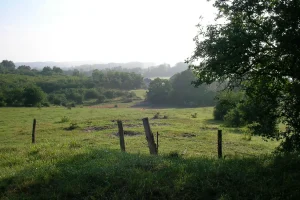 Stiller Blick auf grüne Wiese